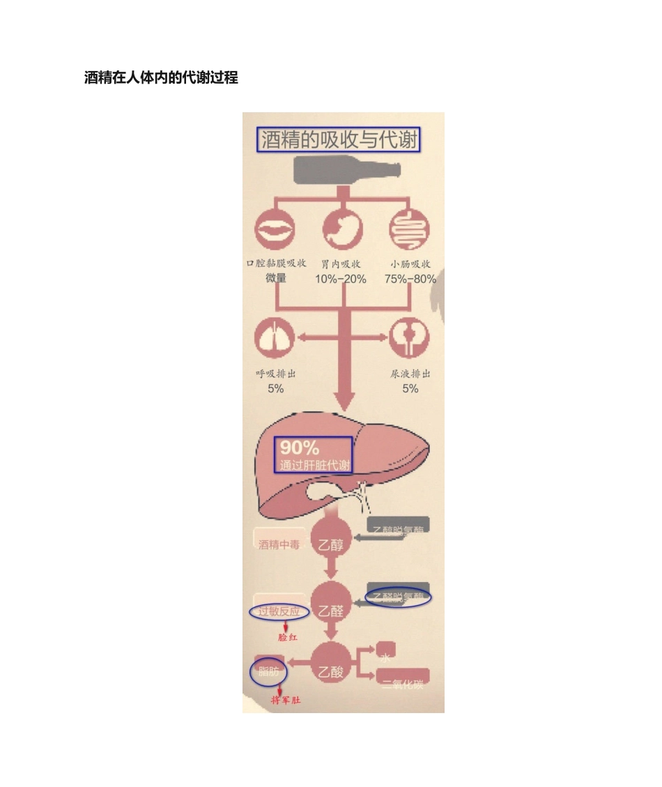 2025年酒精在人体内的代谢过程_第3页