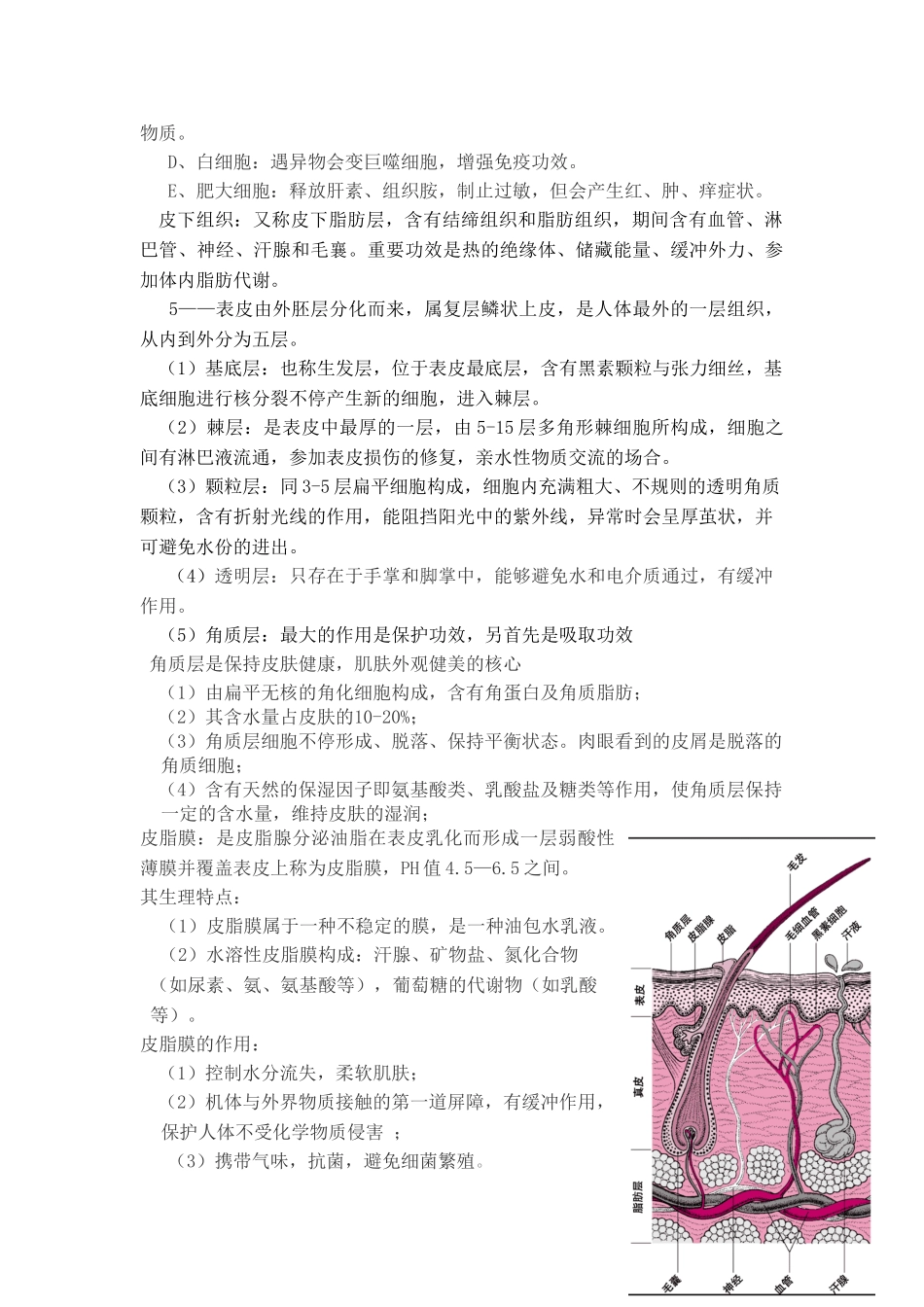 2025年皮肤基础知识_第2页