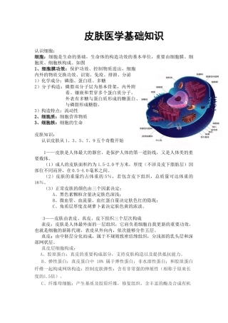 2025年皮肤基础知识