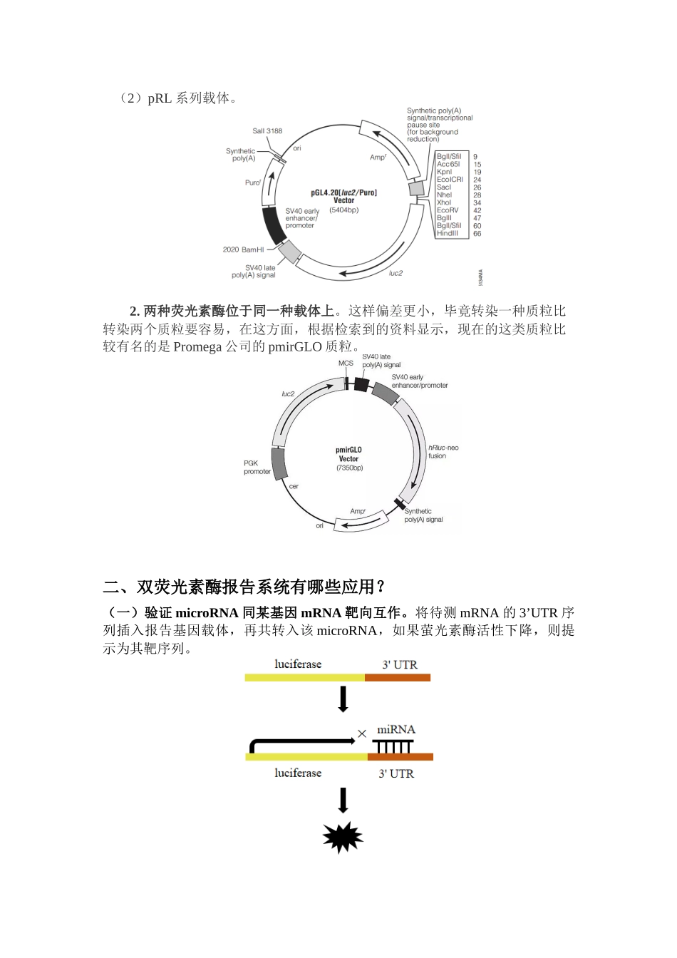 2025年荧光报告基因实验_第3页