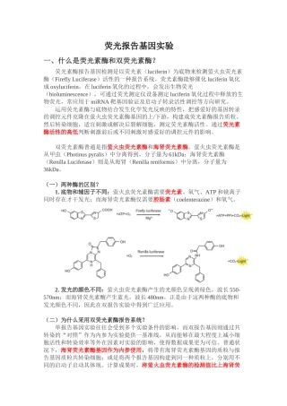 2025年荧光报告基因实验