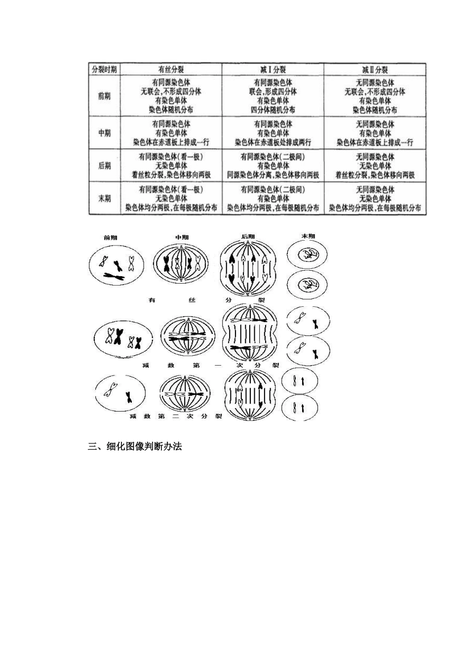 2025年有丝分裂和减数分裂区别_第2页