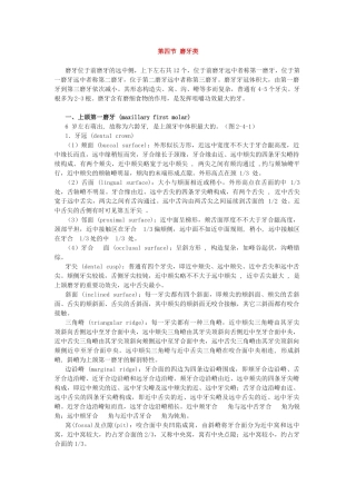 2025年磨牙解剖形态