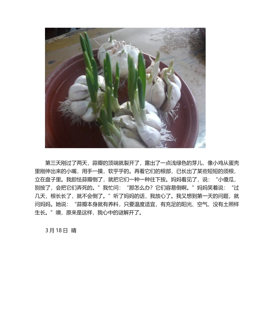 2025年蒜苗观察日记_第2页