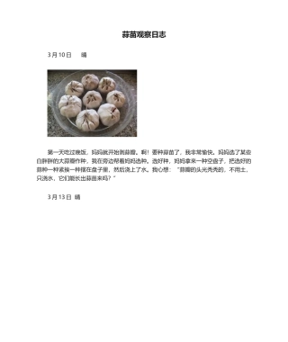 2025年蒜苗观察日记
