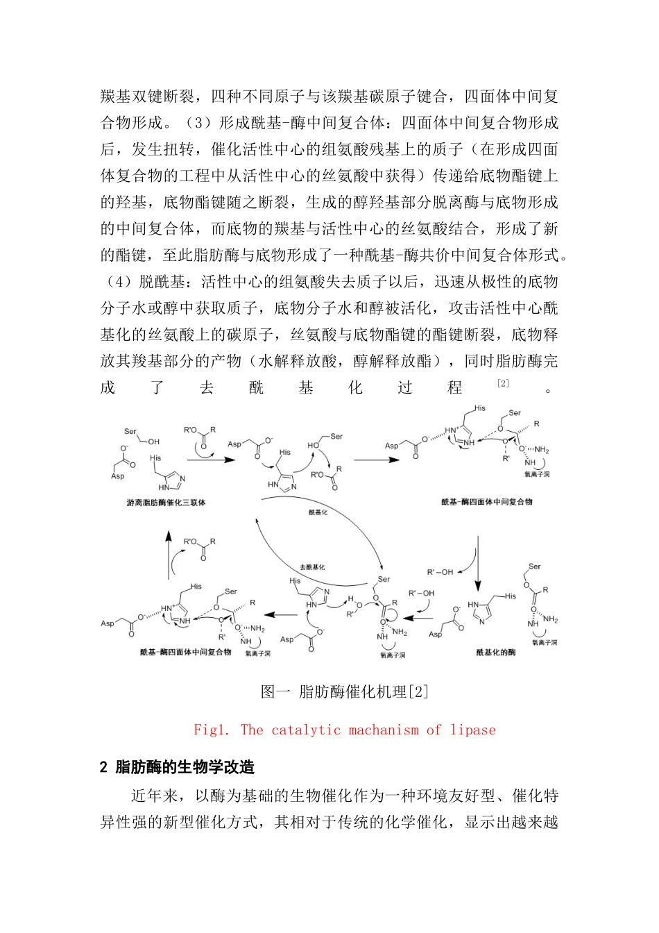生物学专业 脂肪酶的生物学改造_第3页