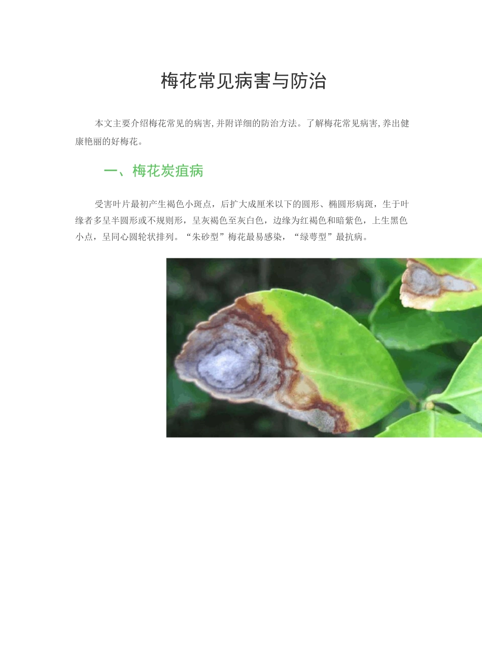 梅花常见病害与防治_第1页