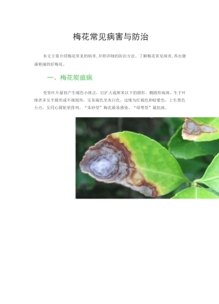梅花常见病害与防治