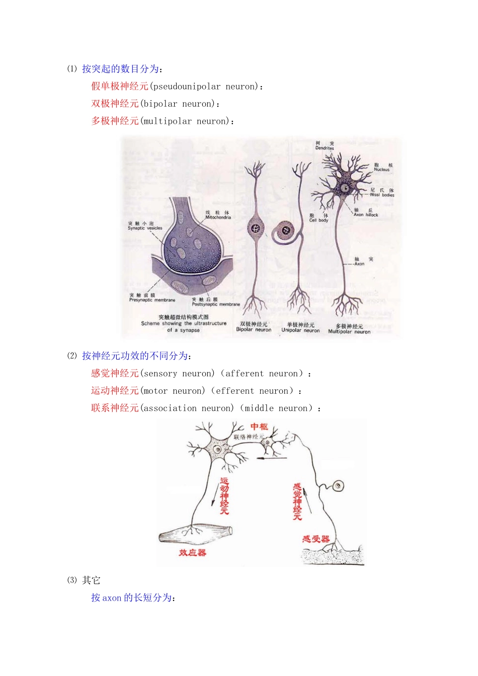 2025年神经系统总论_第3页