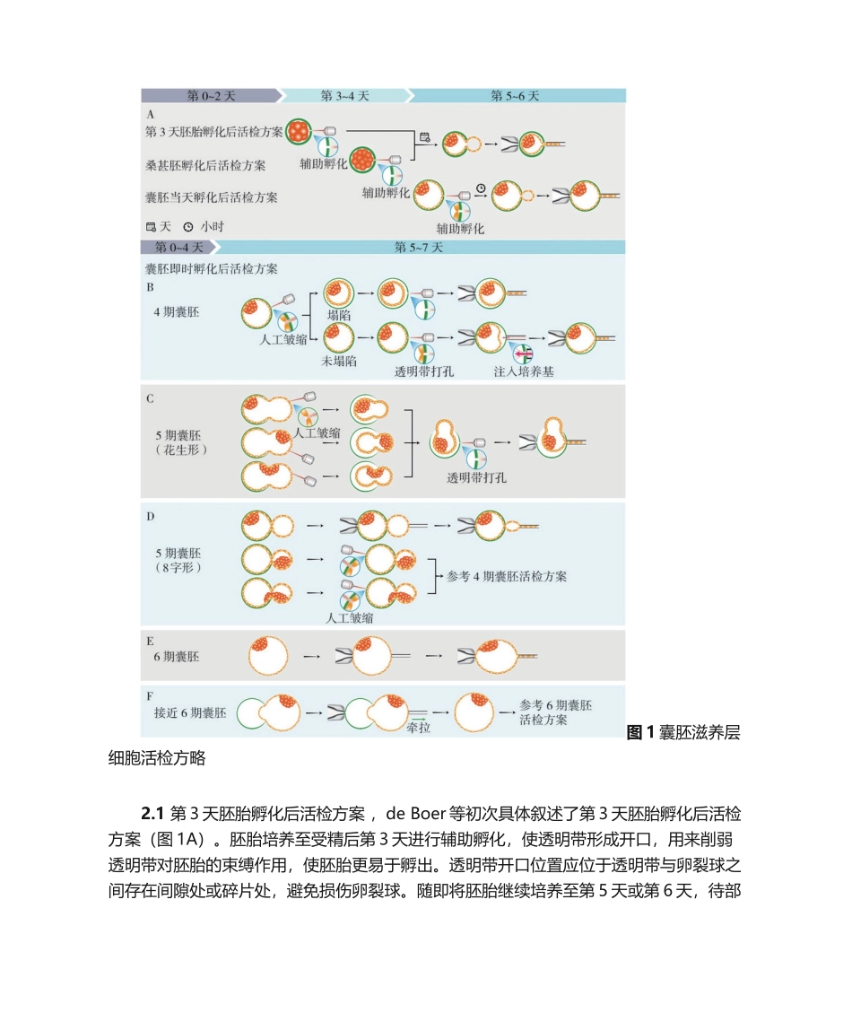 2025年囊胚滋养层细胞活检技术的优势及操作解析_第3页