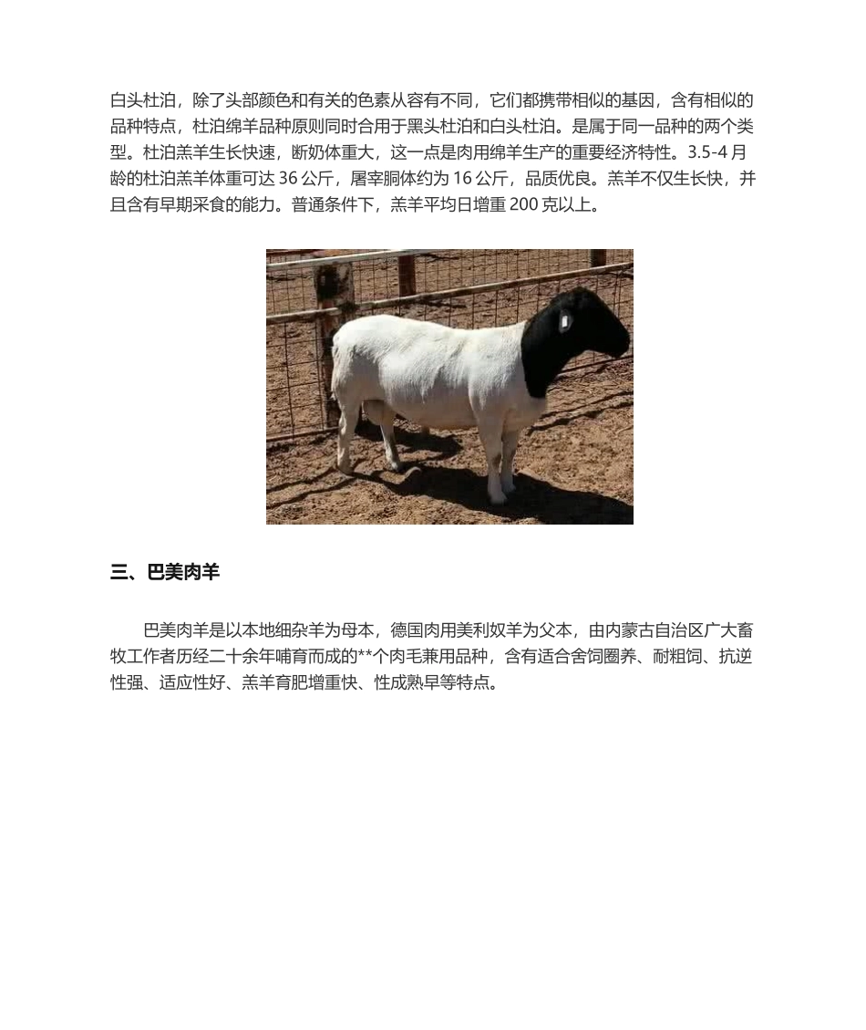 2025年肉羊品种介绍及图片大全_第2页