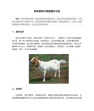 2025年肉羊品种介绍及图片大全