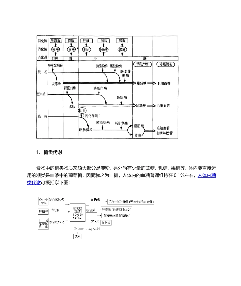 2025年人体三大营养物质的代谢及健康_第3页