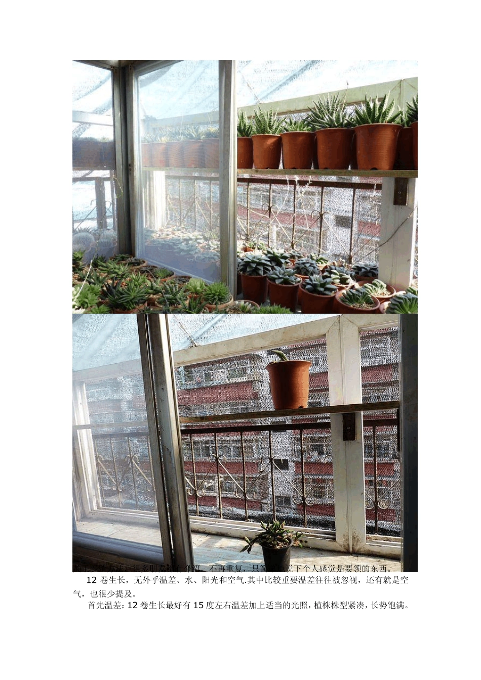 多肉植物十二卷植物养殖心得_第2页