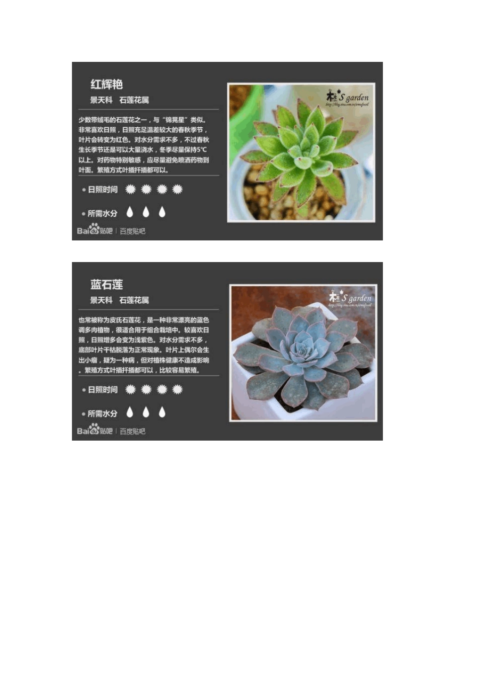 多肉植物大全149种_第2页