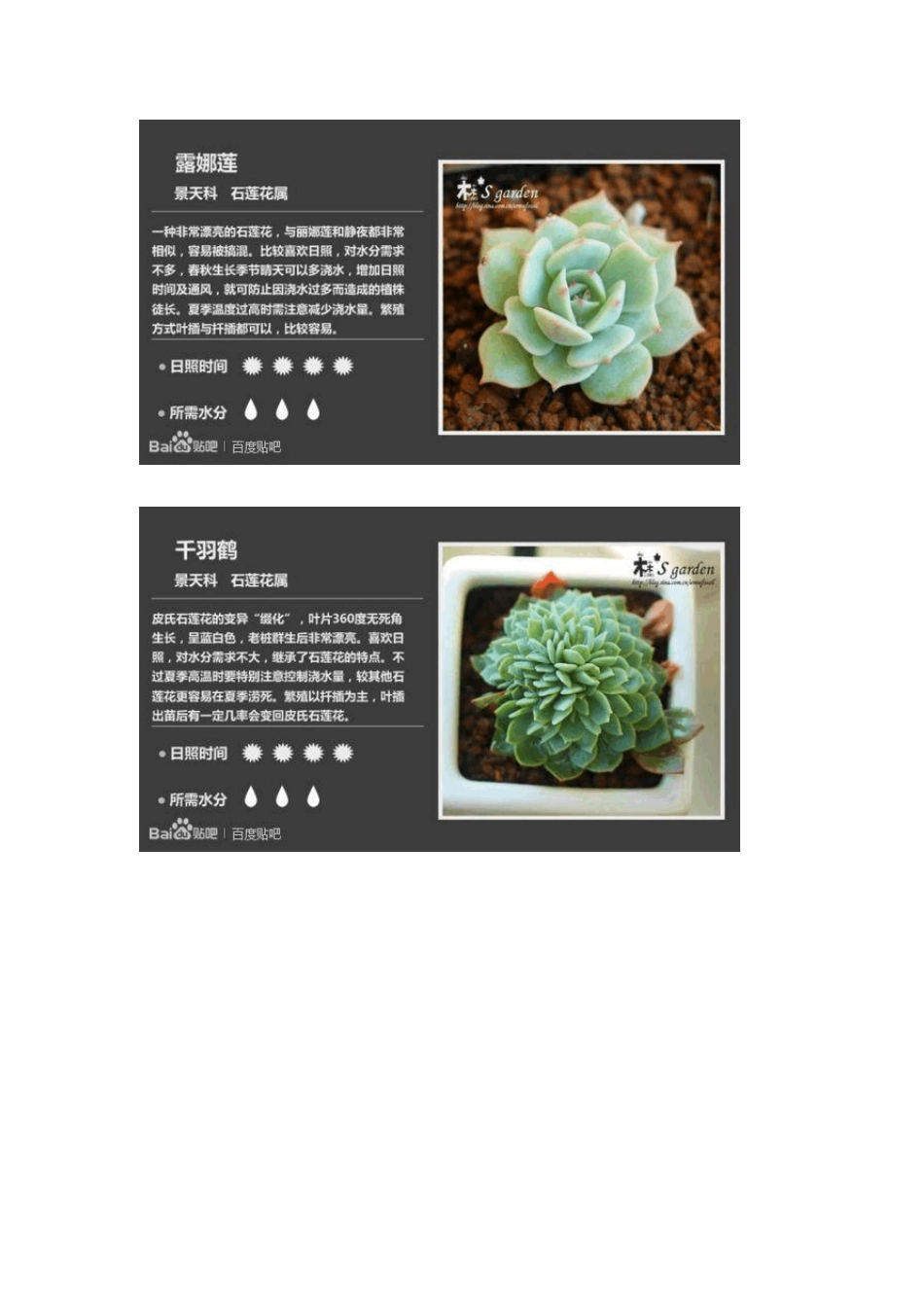 多肉植物大全149种_第3页