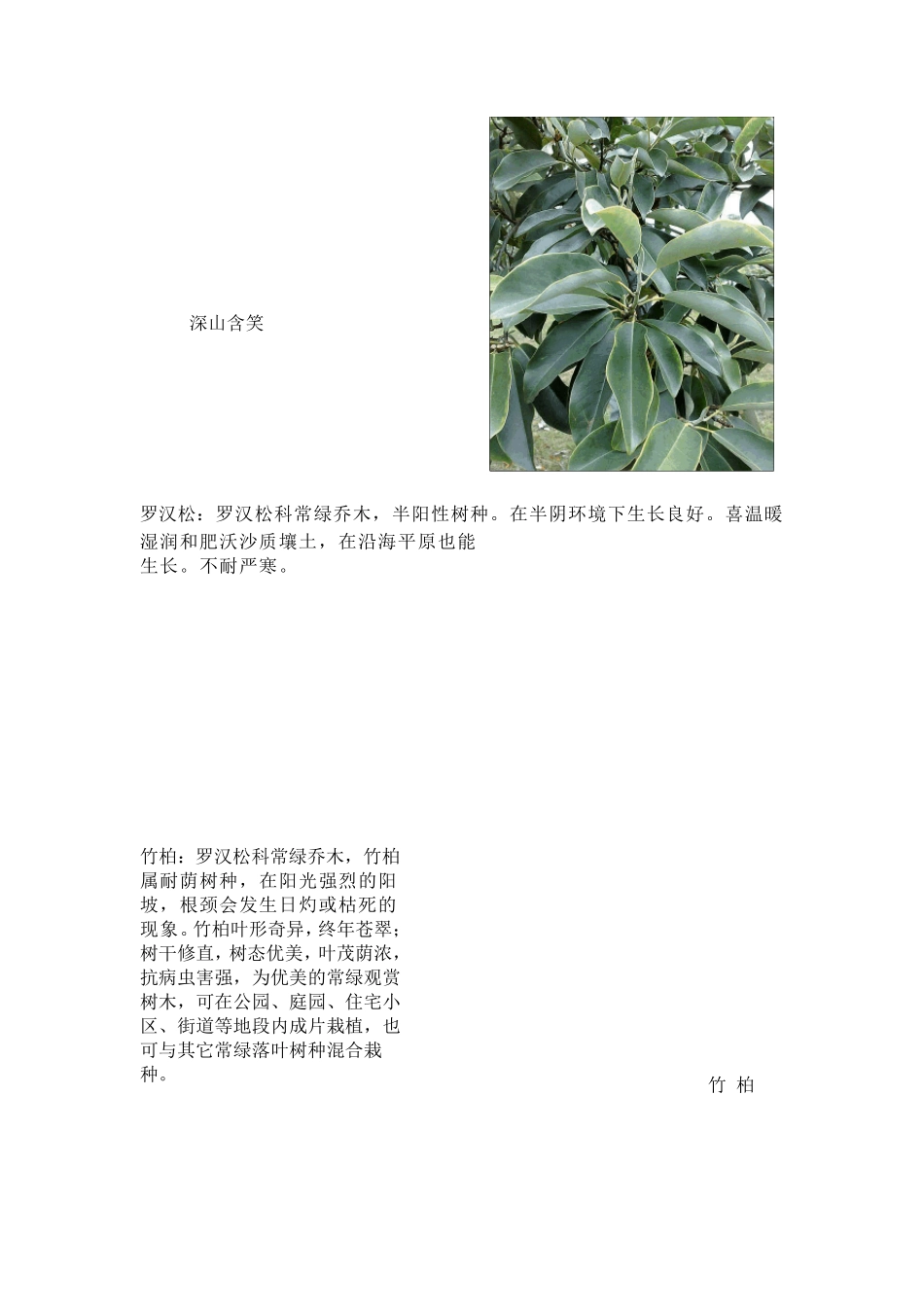 常用园林植物详细介绍(植物说明+图片)_第2页