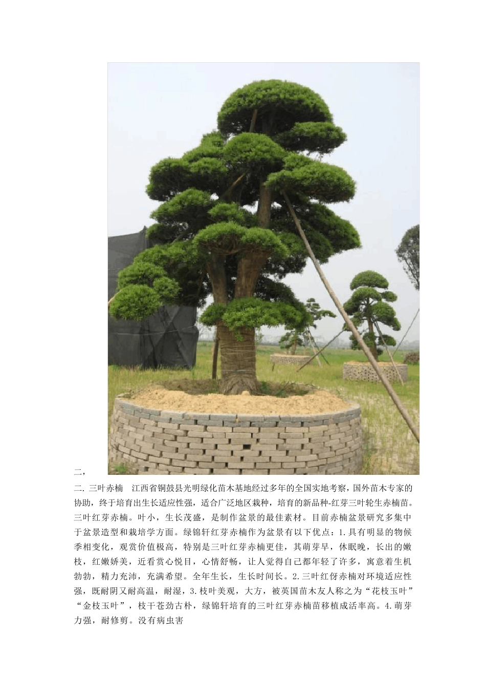 常用庭院绿化优选树种_第2页