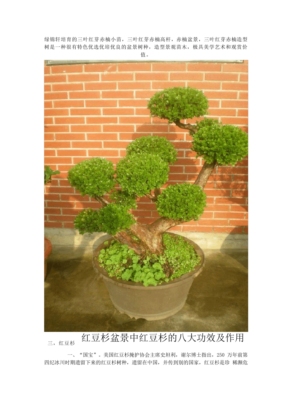 常用庭院绿化优选树种_第3页