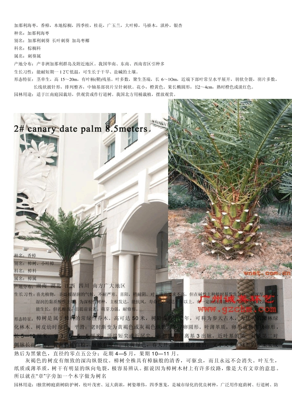 常用树苗图片及介绍_第1页