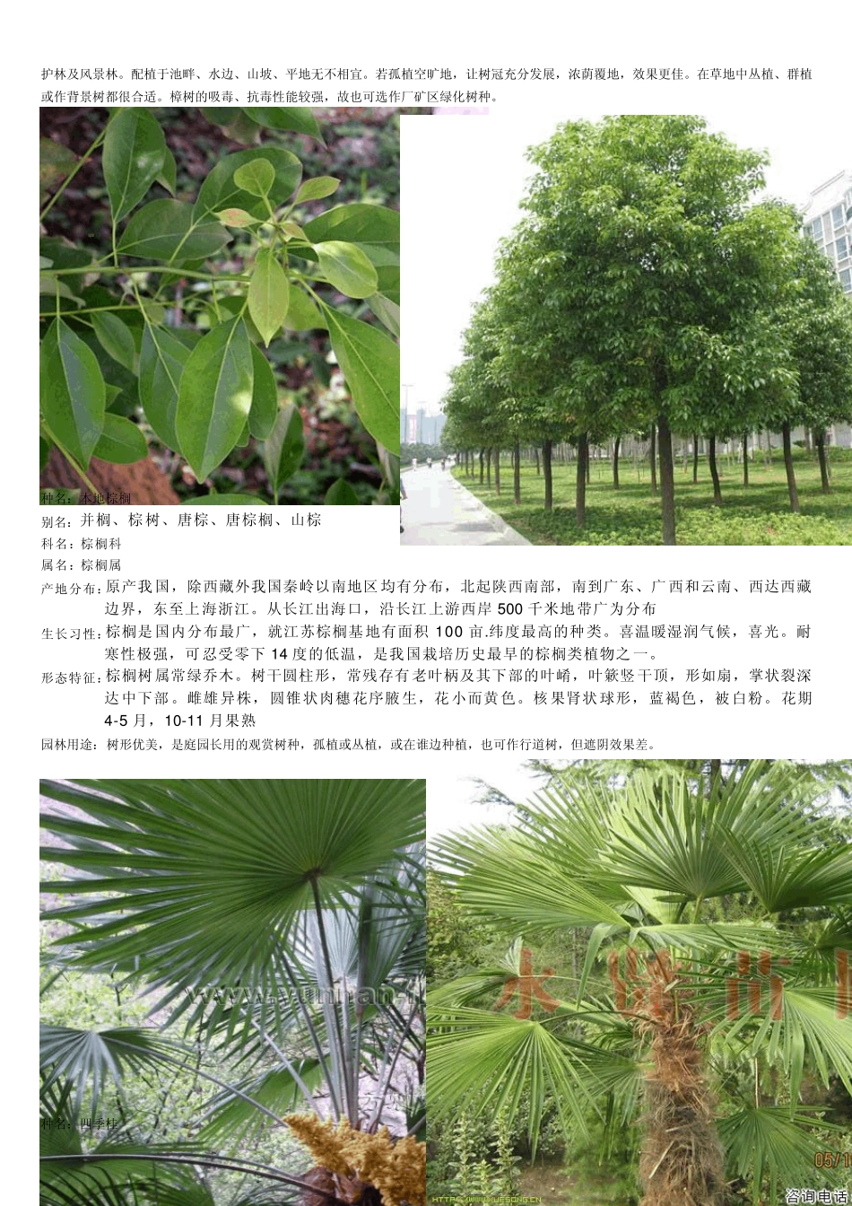 常用树苗图片及介绍_第2页