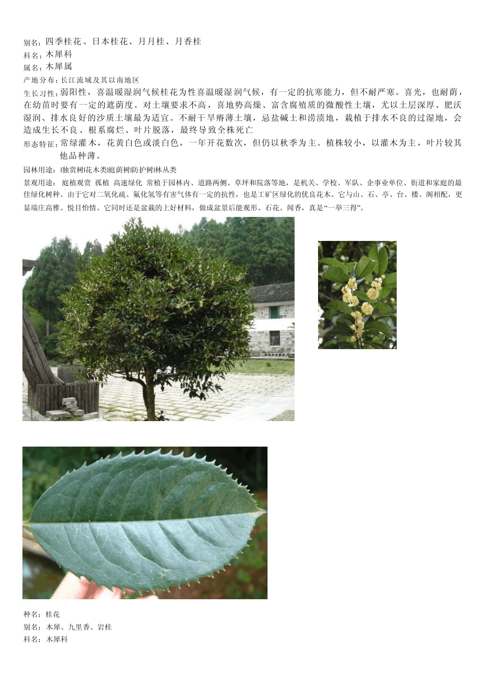 常用树苗图片及介绍_第3页