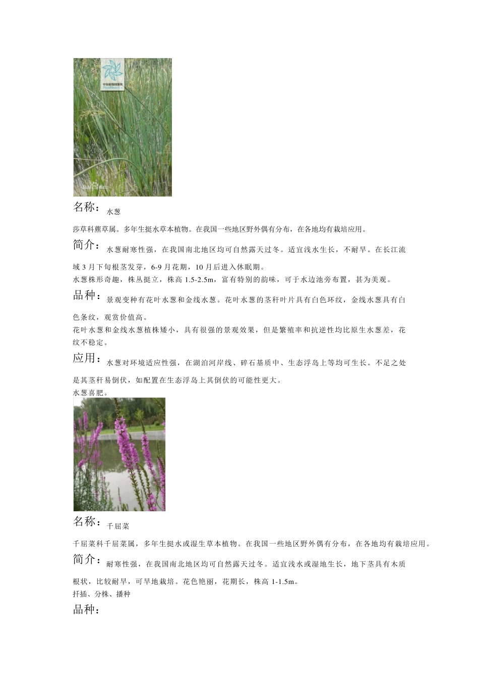 常用水生植物种类_第3页