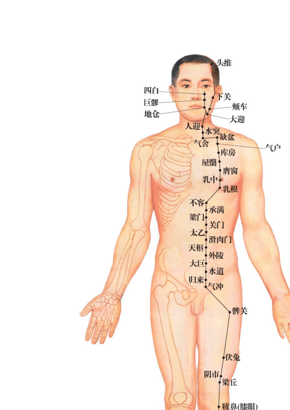 常用艾灸穴位彩色图(超清晰)_第1页