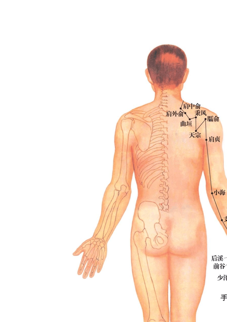 常用艾灸穴位彩色图(超清晰)_第2页