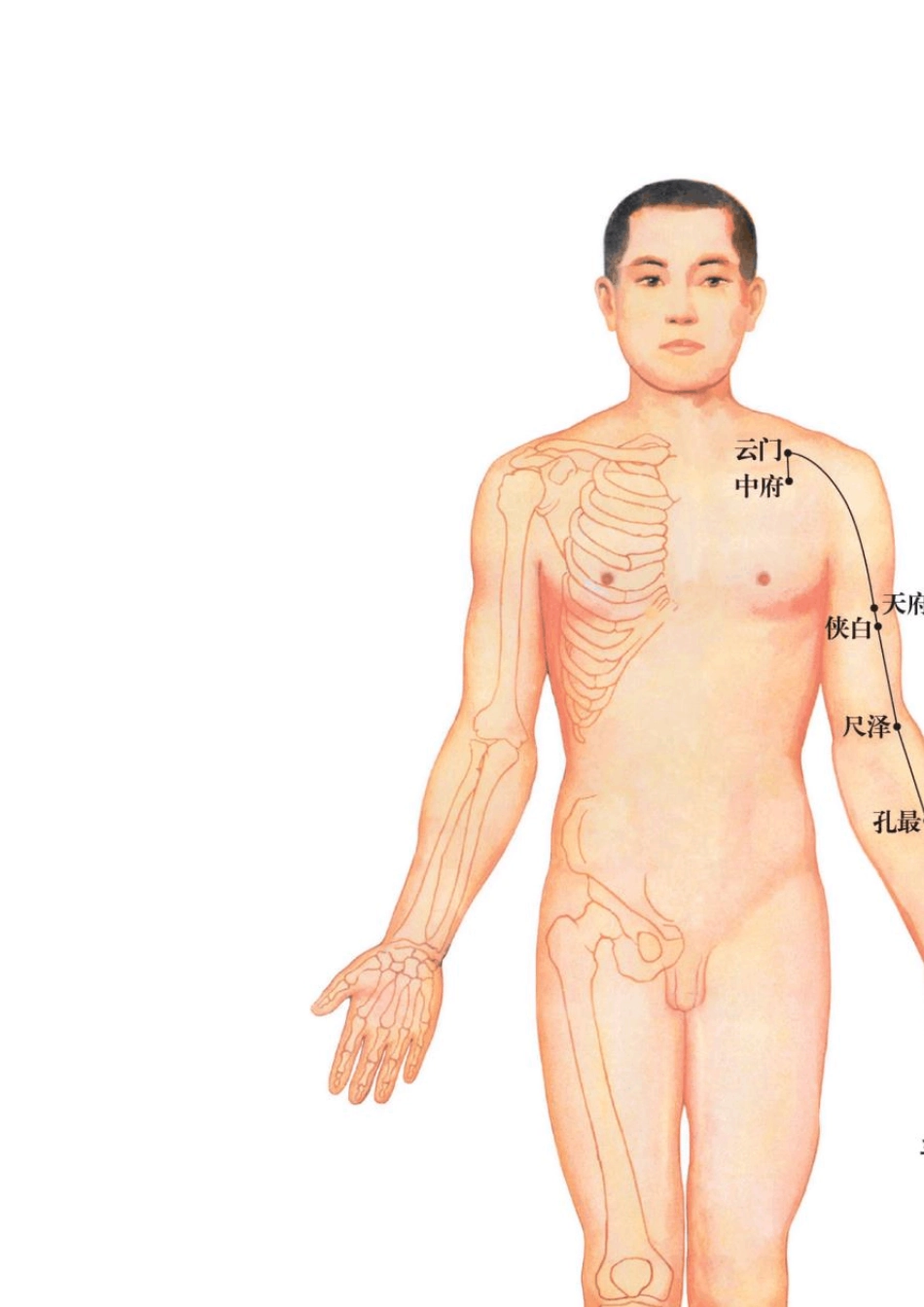 常用艾灸穴位彩色图(超清晰)_第3页