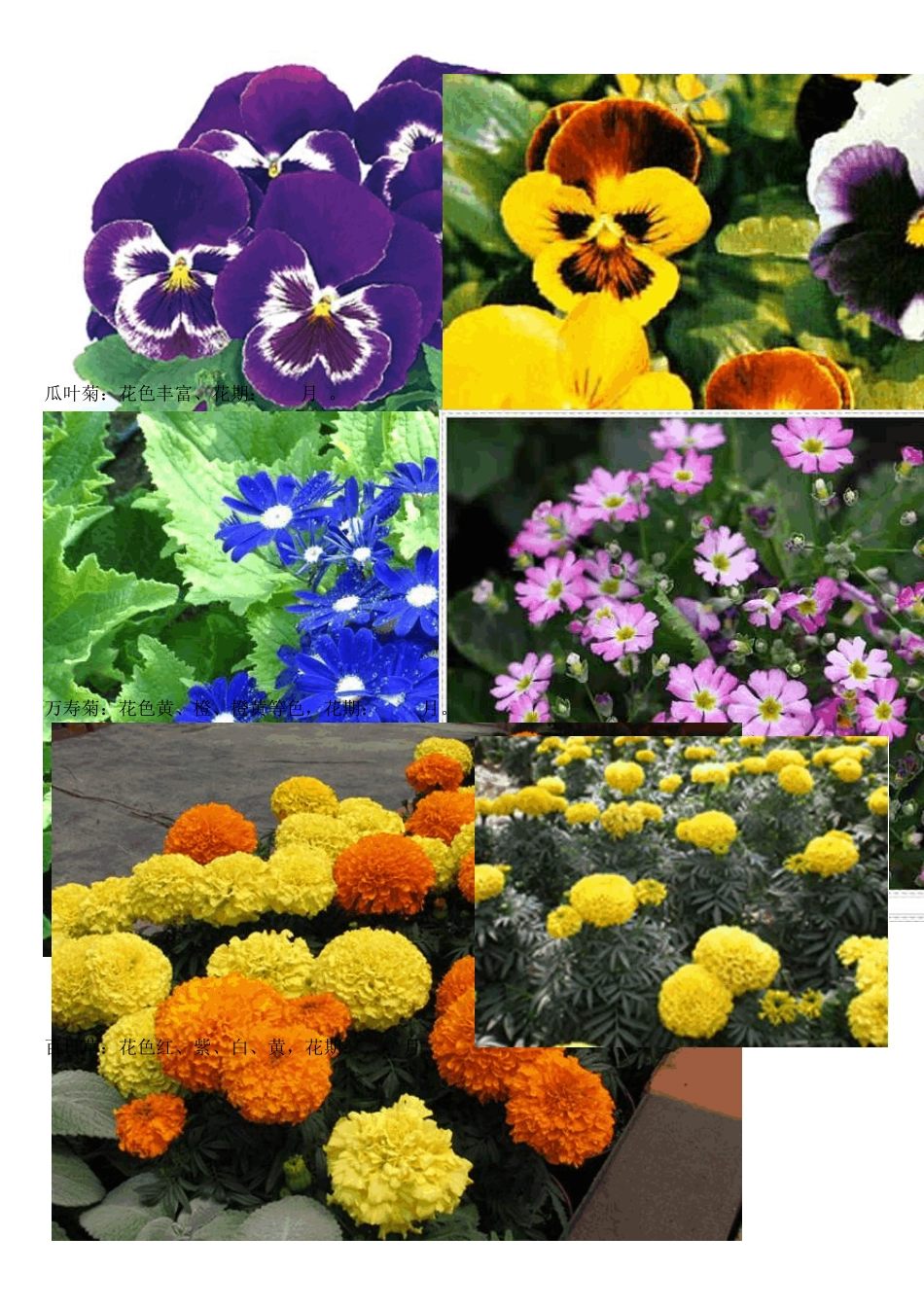 常用花卉一览表_第2页