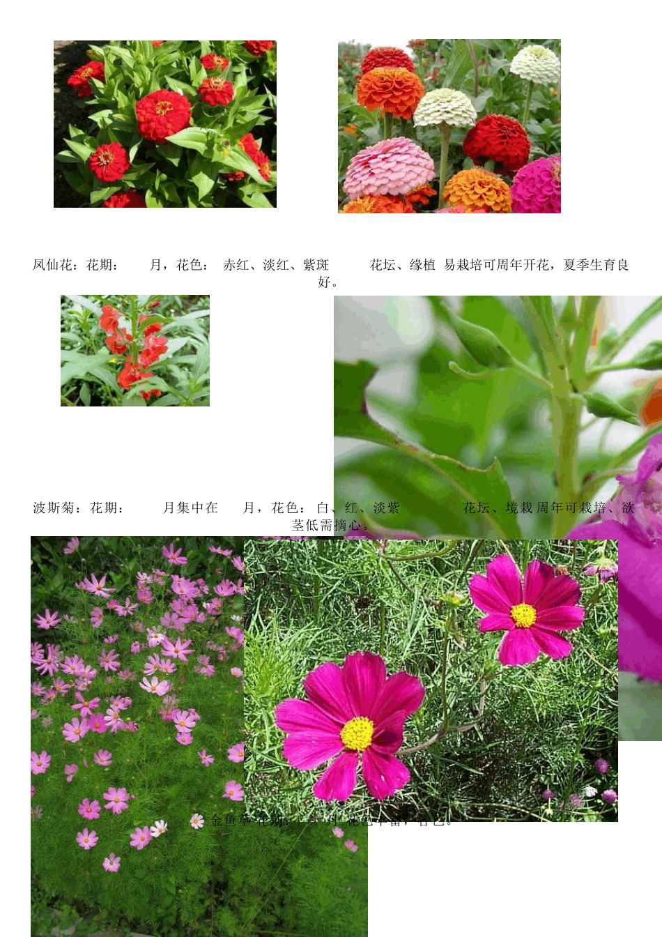 常用花卉一览表_第3页