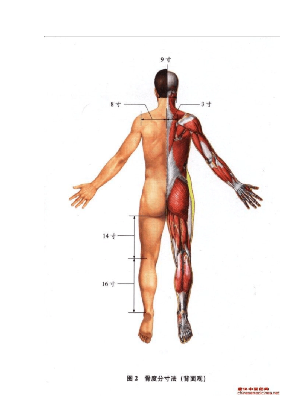 常用骨度分寸表_第2页