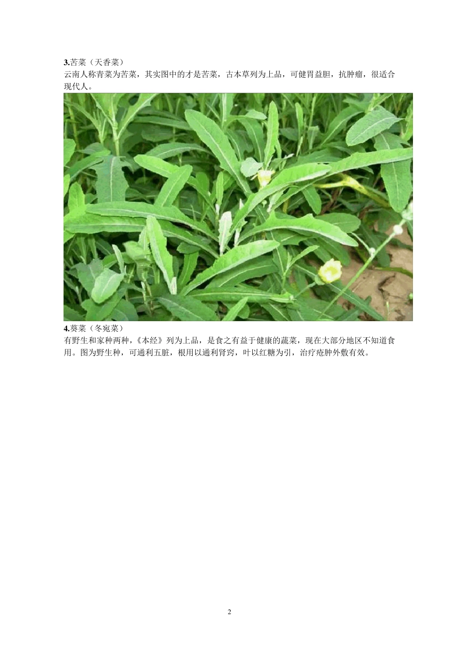常见60种野生中草药_第2页