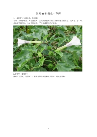 常见60种野生中草药