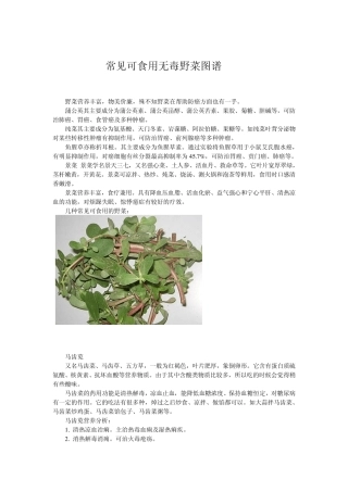 常见可食用无毒野菜图谱