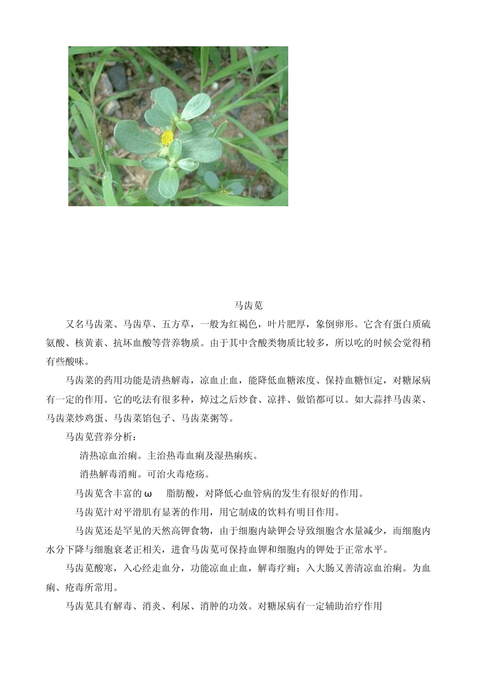 常见可食用野菜(图谱)_第2页