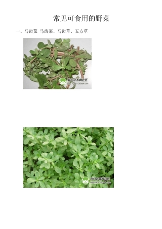 常见可食用野菜(图谱)