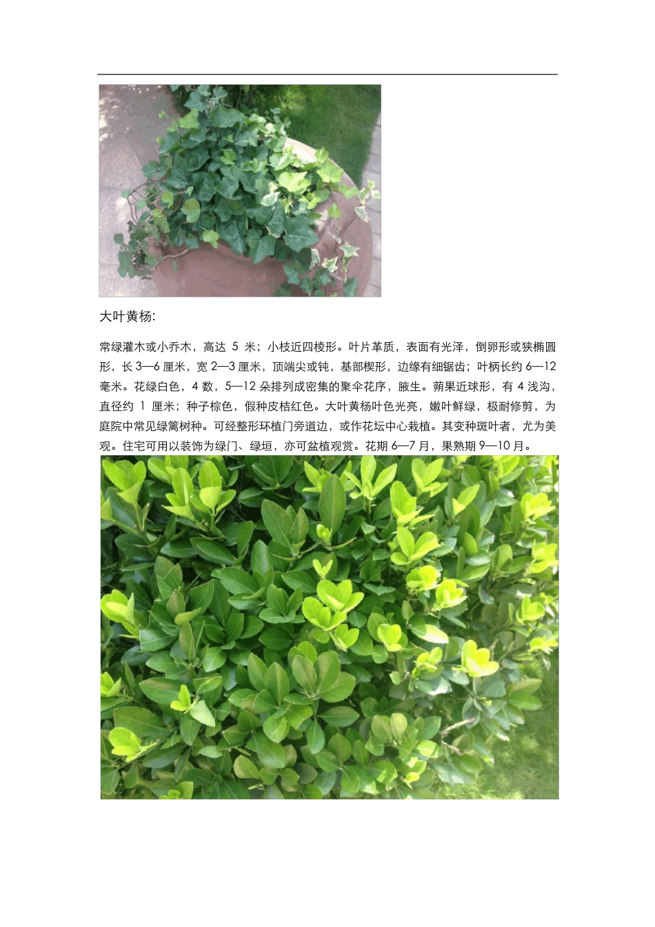 常见园林景观植物一览_第2页