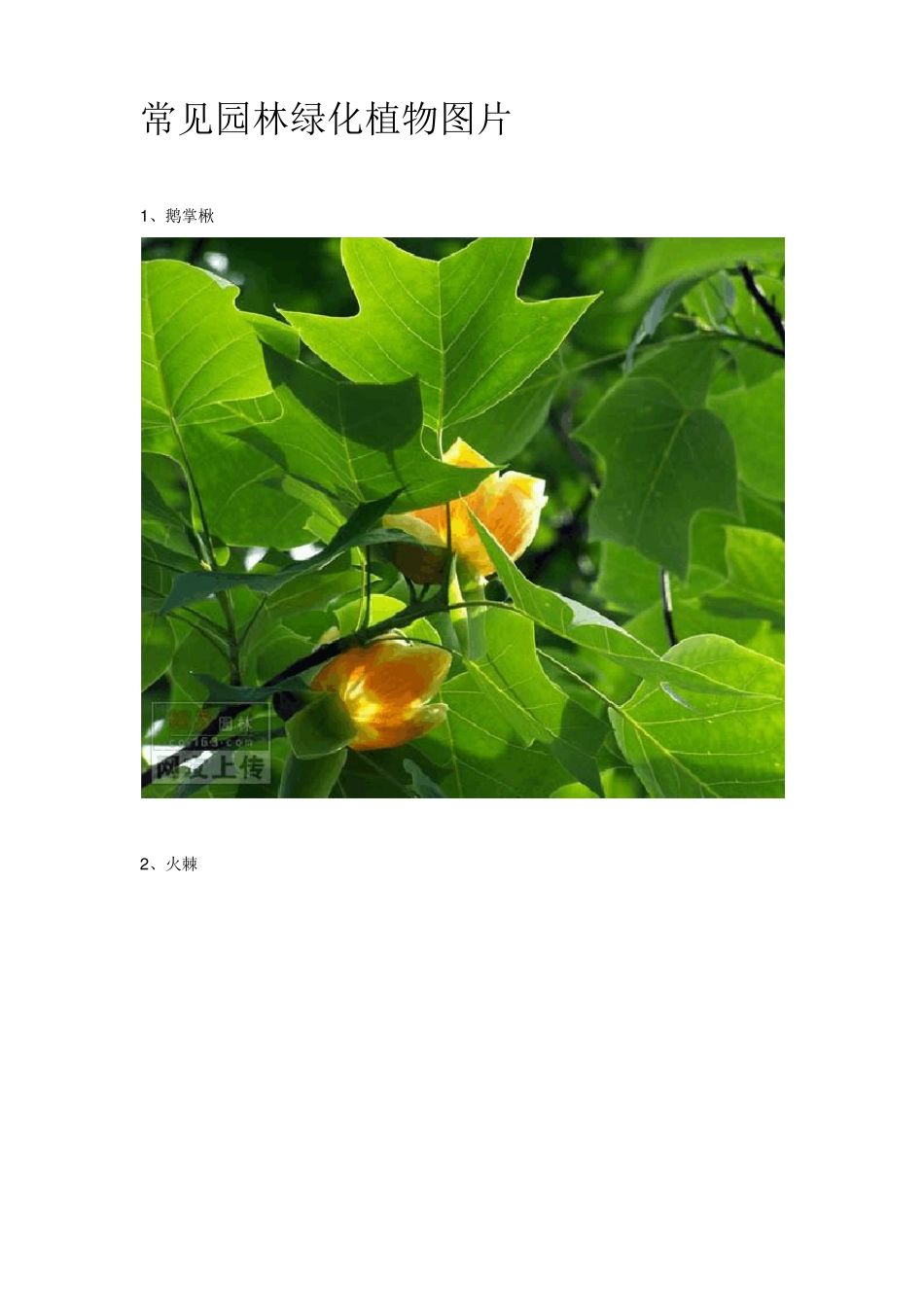 常见园林绿化树种_第1页