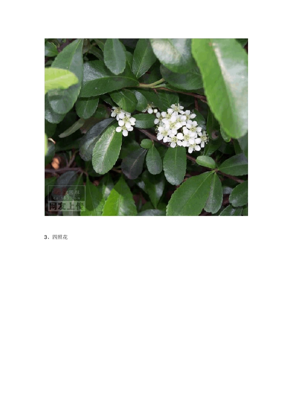 常见园林绿化树种_第2页