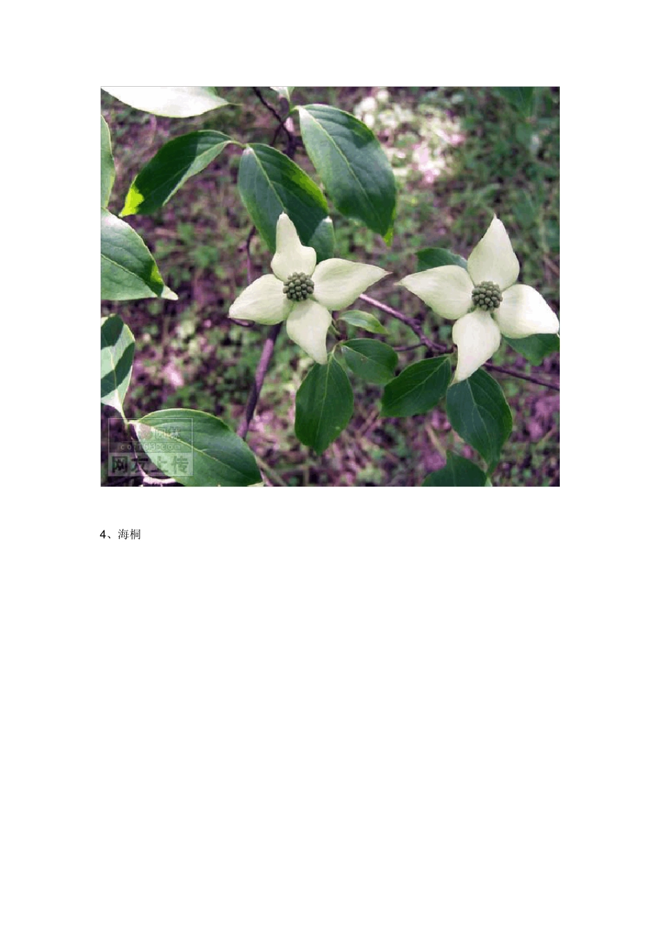 常见园林绿化树种_第3页