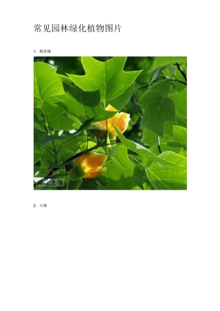 常见园林绿化树种