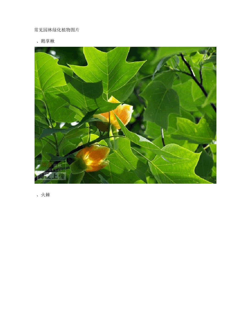 常见园林绿化植物图片_第1页