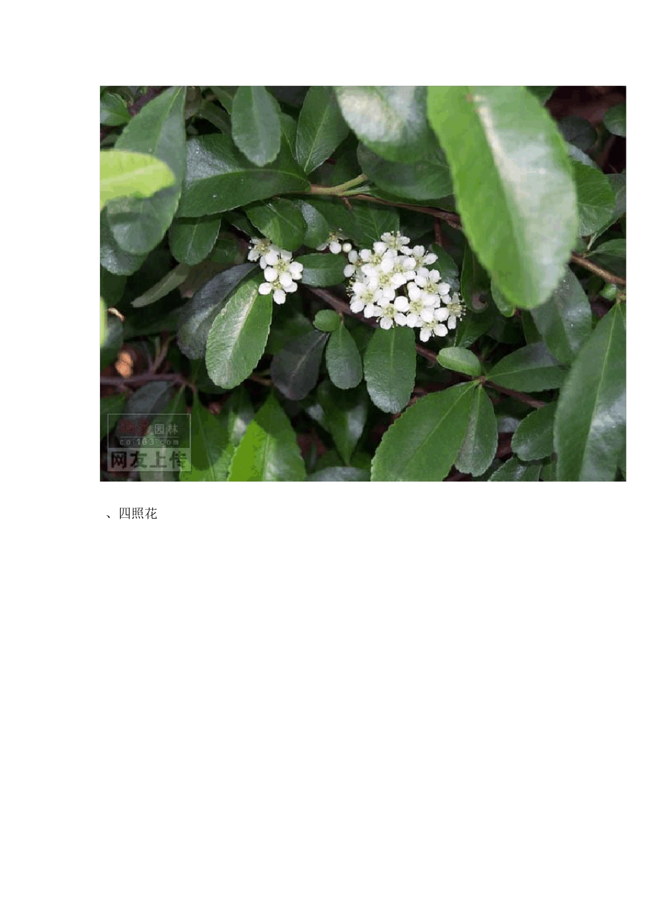 常见园林绿化植物图片_第2页