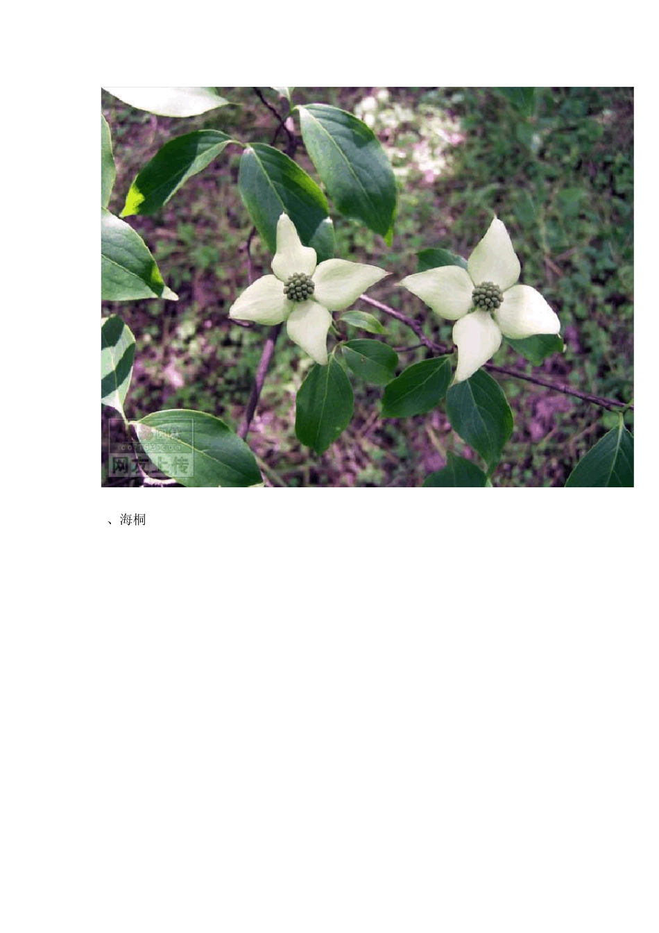 常见园林绿化植物图片_第3页