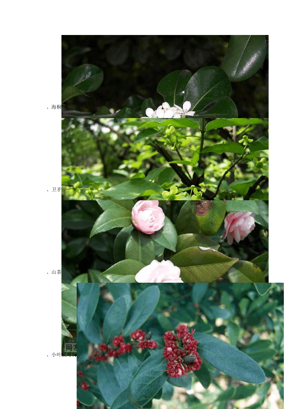 常见园林绿化植物图谱2011_第2页