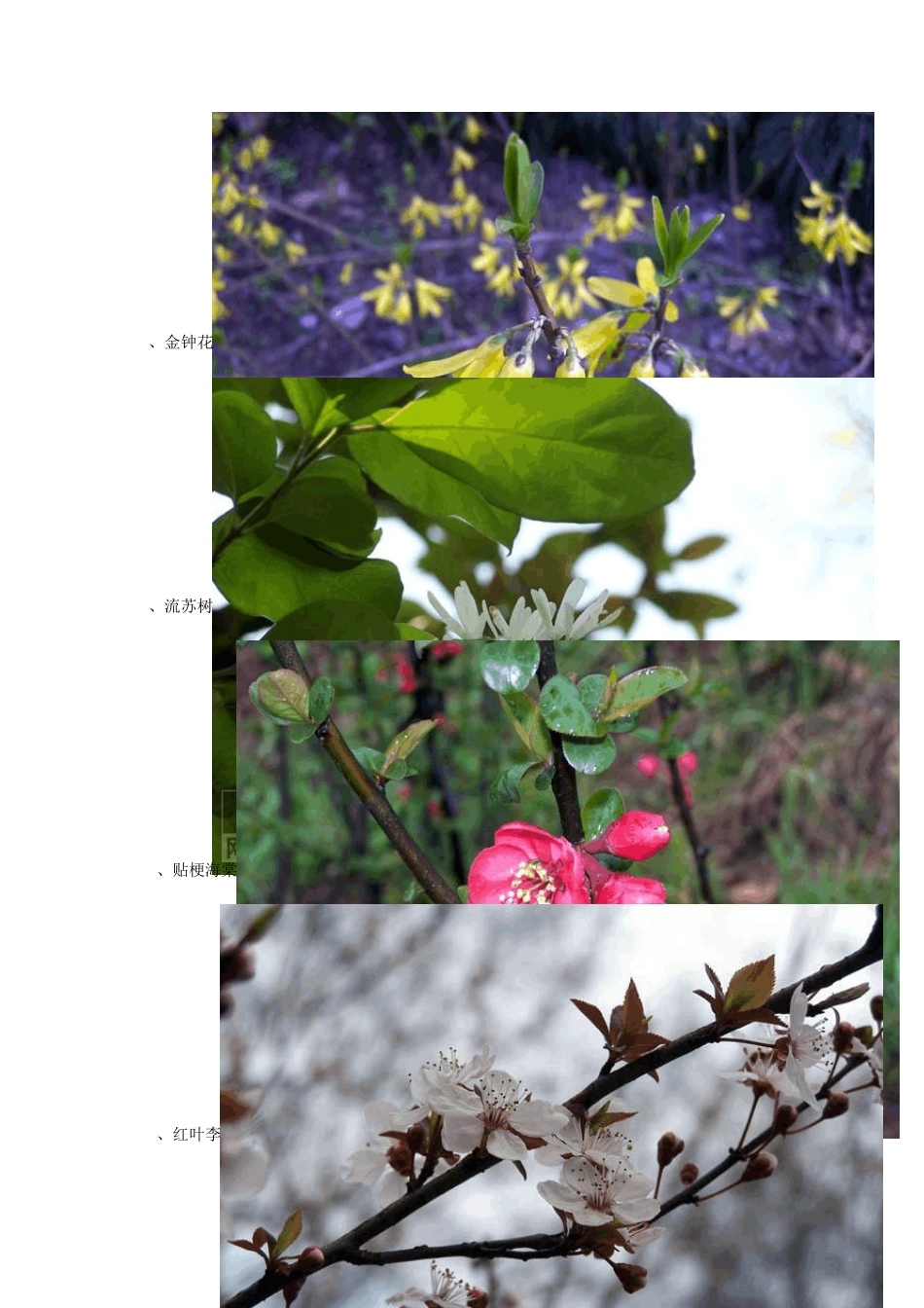 常见园林绿化植物图谱2011_第3页