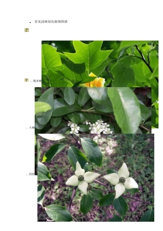 常见园林绿化植物图谱2011