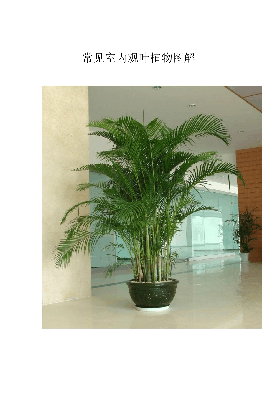 常见室内观叶植物图解_第1页